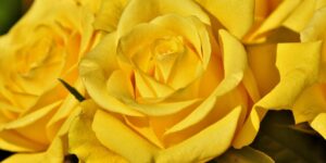 The Therapeutic Effects of Surrounding Yourself with Yellow Flowers