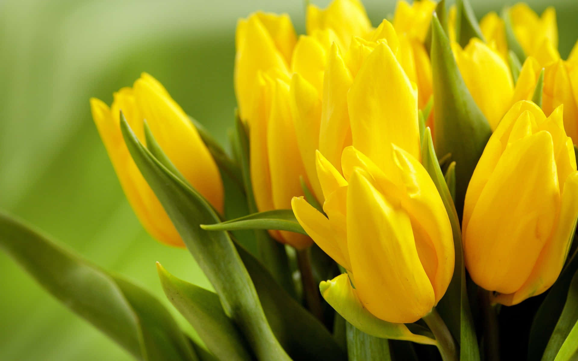 A Seasonal Guide to the Most Stunning Yellow Blooms