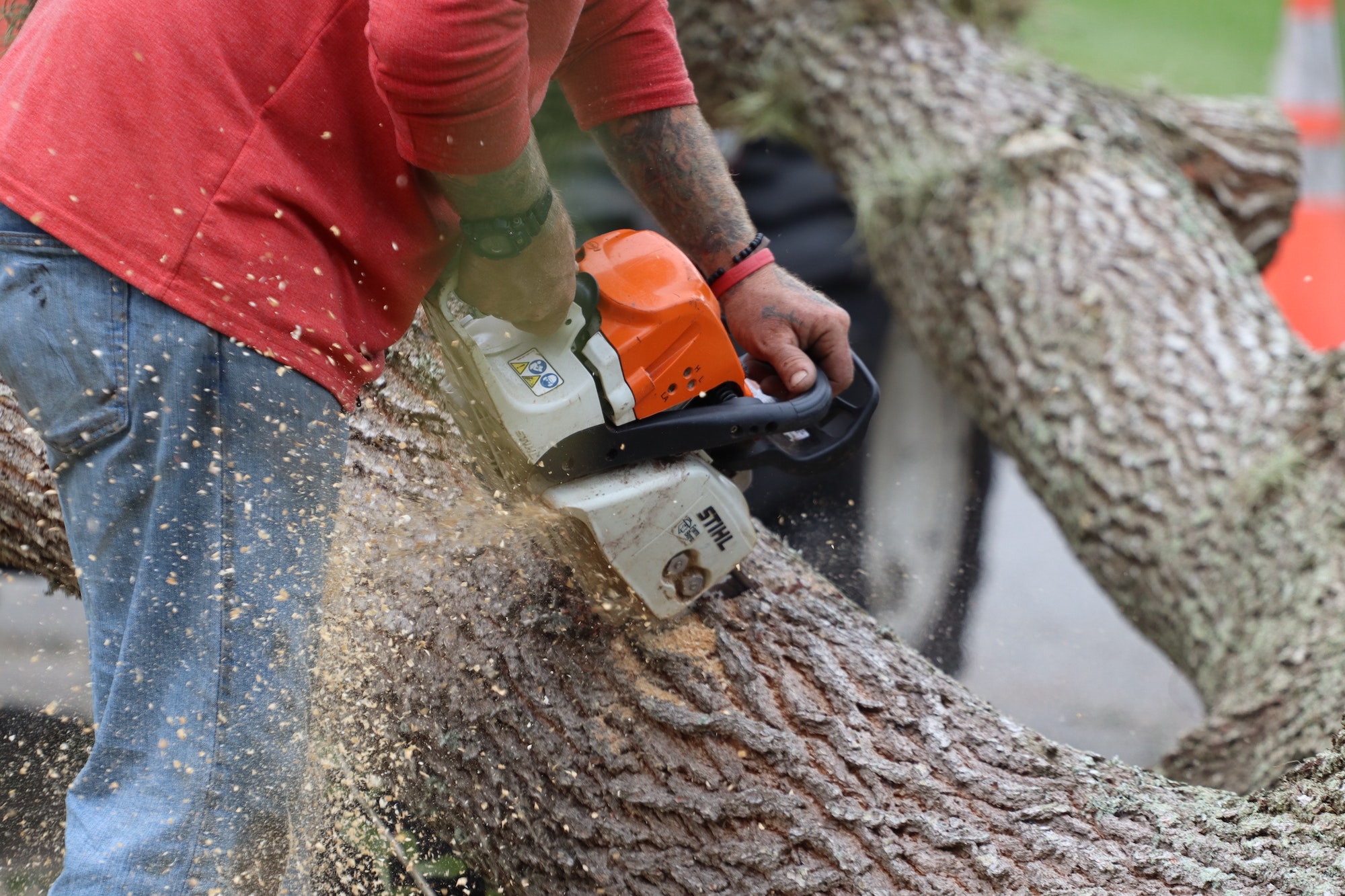 Unveiling the Art of Expert Tree Removal: A Comprehensive Guide for North Shore Residents