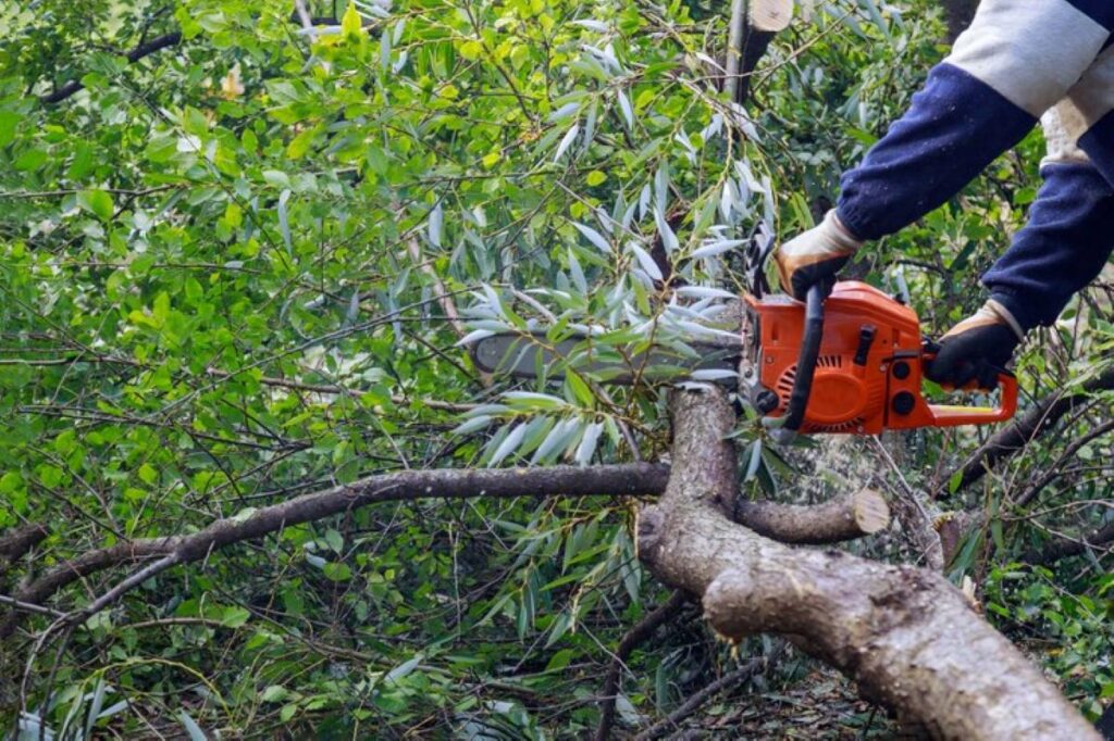 tree cutting