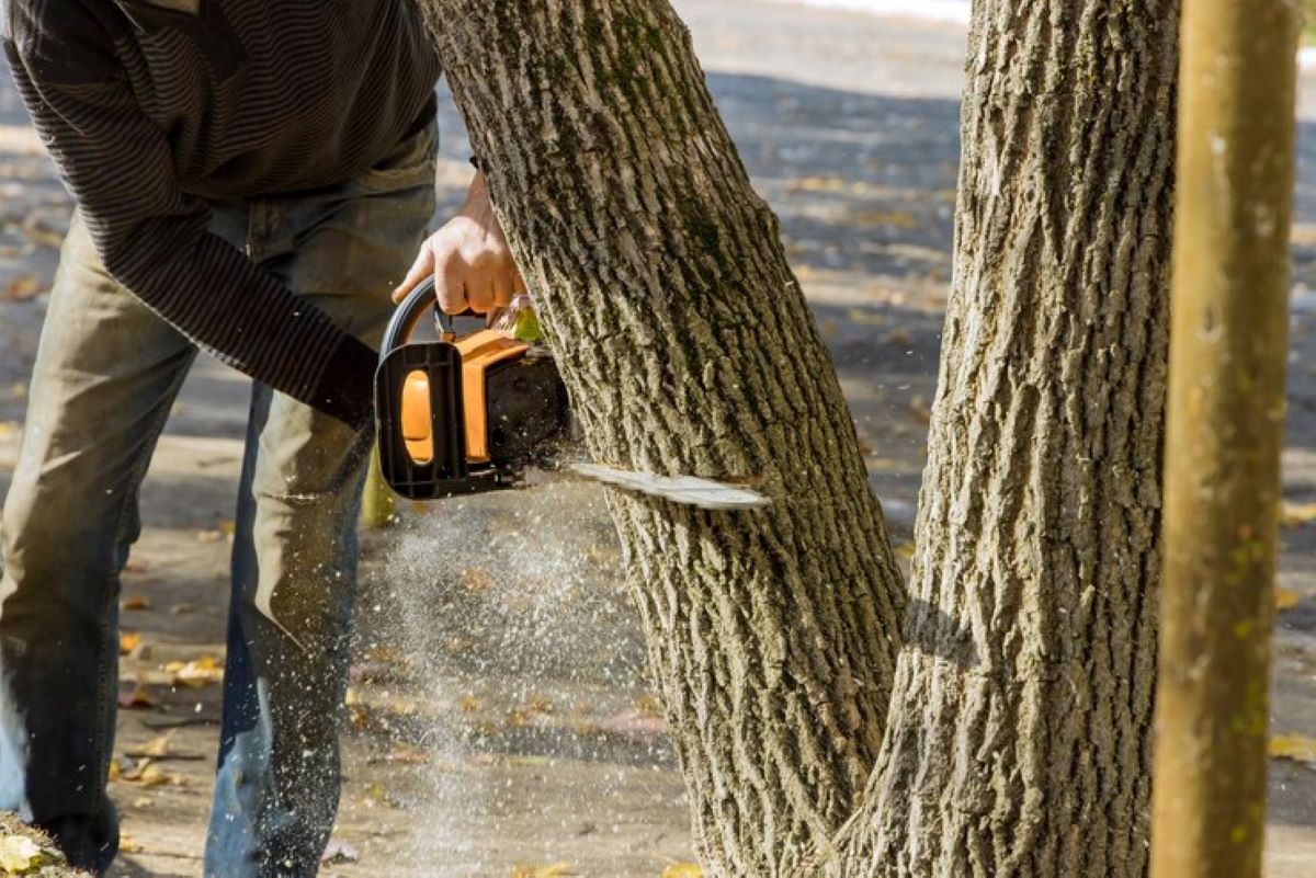 tree cutting