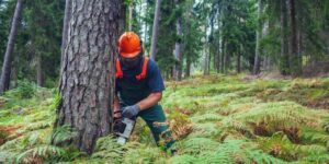 How to Find Reliable Tree Loppers Near Me for Safe Tree Lopping