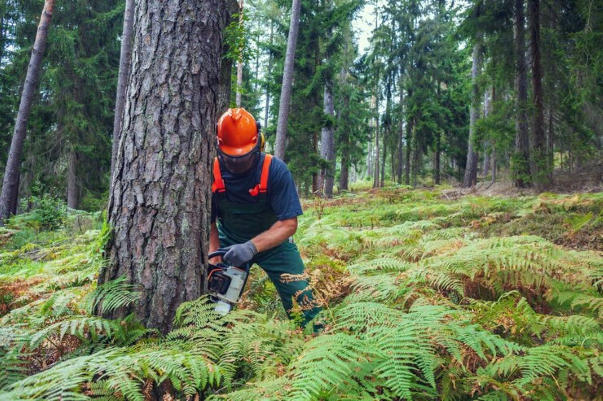 How to Find Reliable Tree Loppers Near Me for Safe Tree Lopping