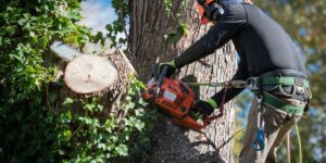 Finding a Reputable Tree Removal Near Me in the Western Suburbs