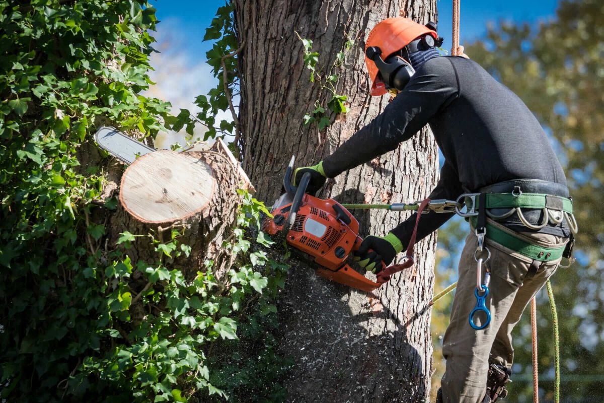 Finding a Reputable Tree Removal Near Me in the Western Suburbs