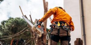 Why You Should Always Choose a Qualified Arborist Sydney