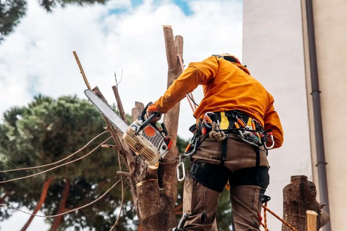 arborist Sydney