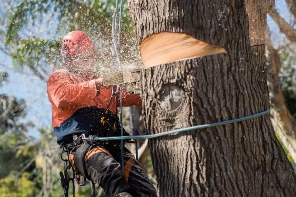 Tree Removal Near Me
