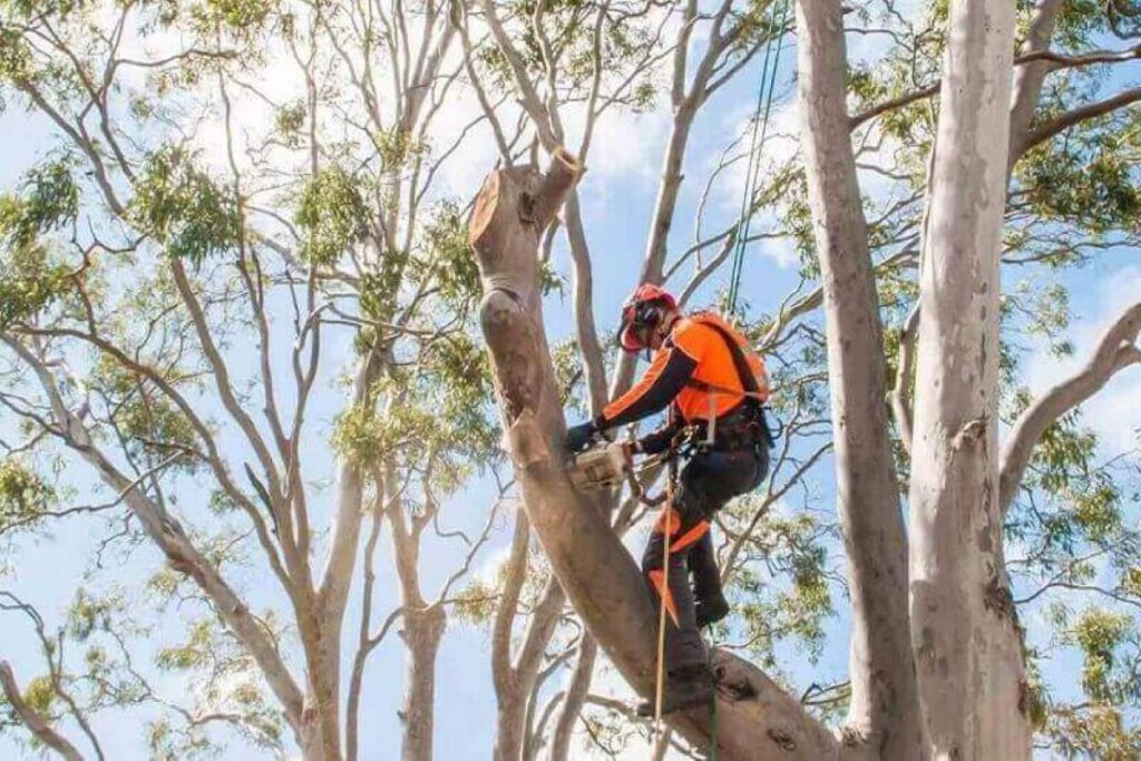 arborist Sydney 